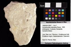 Foto (Objket + Etiketten) von Goniodromites bidentatus (Reuss, 1859) 